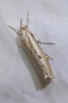 Agriphila geniculea