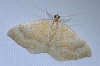 Camptogramma bilineata