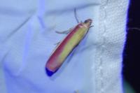 Oncocera semirubella