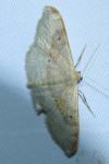 Idaea degeneraria