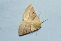 Crocallis elinguaria