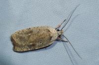 Agonopterix assimilella