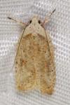 Agonopterix assimilella