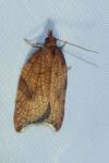 Acleris rhombana
