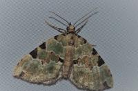 Colostygia pectinataria