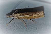 Agriphila geniculea