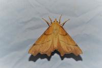 Ennomos erosaria