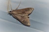 Mecyna asinalis