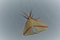 Rhodometra sacraria