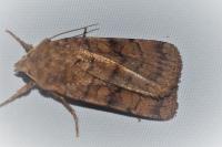 Xestia sexstrigata