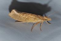 Ypsolopha alpella