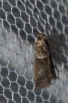Acrobasis consociella