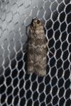 Dioryctria