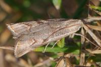 Agriphila geniculea
