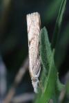 Agriphila geniculea