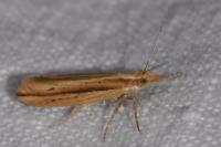 Ypsolopha ustella