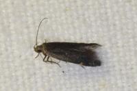 Aproaerema anthyllidella