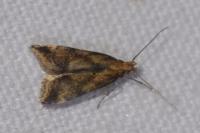 Brachmia blandella