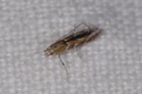 Acrocercops brongniardella