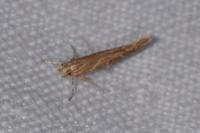 Pyroderces argyrogrammos
