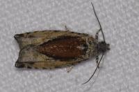 Epinotia nisella