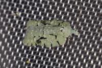 Acleris literana