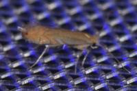 Phyllonorycter quercifoliella