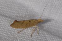 Ypsolopha alpella