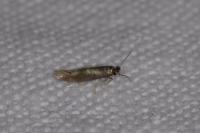 Bucculatrix nigricomella
