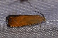 Pammene aurita