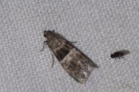 Elegia atrifasciella