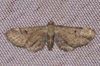 Eupithecia simpliciata