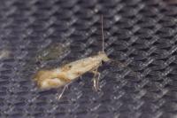 Bucculatrix bechsteinella