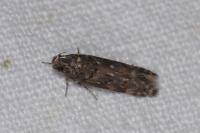 Teleiopsis diffinis