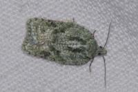 Acleris literana