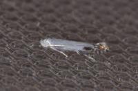 Lyonetia clerkella