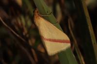 Rhodometra sacraria