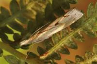 Agriphila geniculea