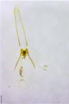 Coleophora serratella