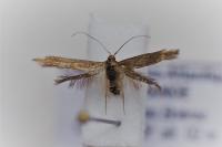 Coleophora serratella