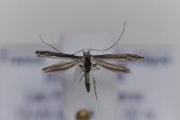 Micrurapteryx kollariella