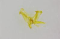 Micrurapteryx kollariella