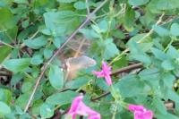 Macroglossum stellatarum