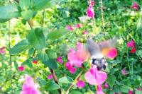 Macroglossum stellatarum