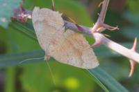 Camptogramma bilineata