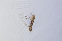Caloptilia cuculipennella