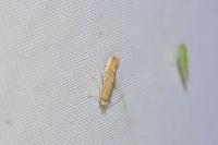Phyllonorycter quercifoliella