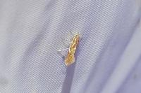 Phyllonorycter corylifoliella
