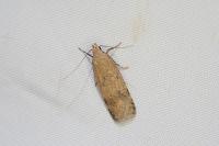 Pexicopia malvella