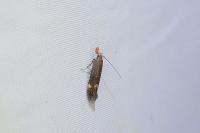 Aproaerema anthyllidella